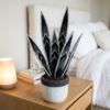 Midnight Black Snake Plant Amigurumi Free Crochet Pattern